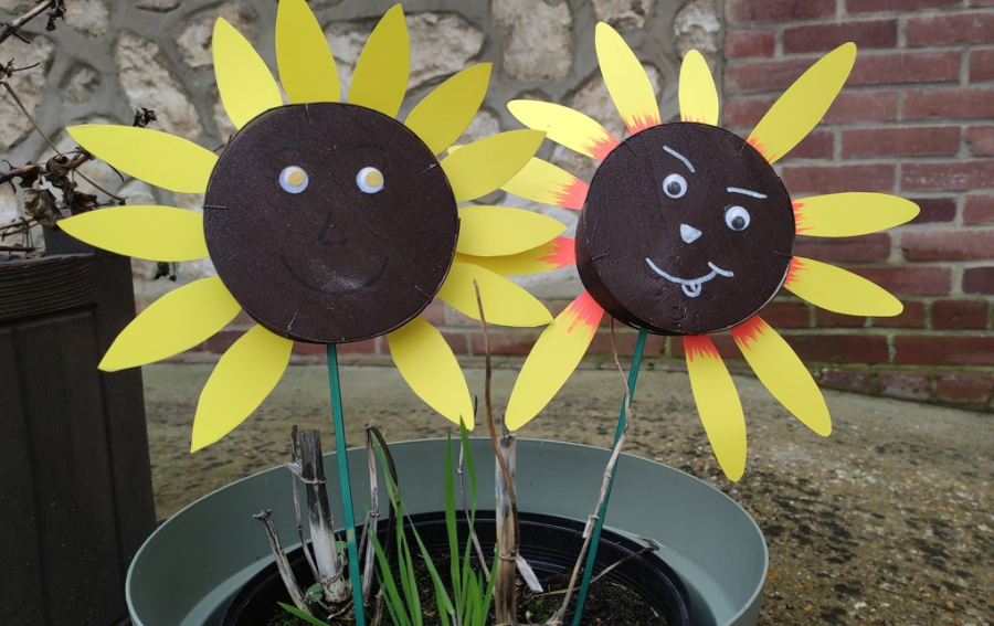 tournesol